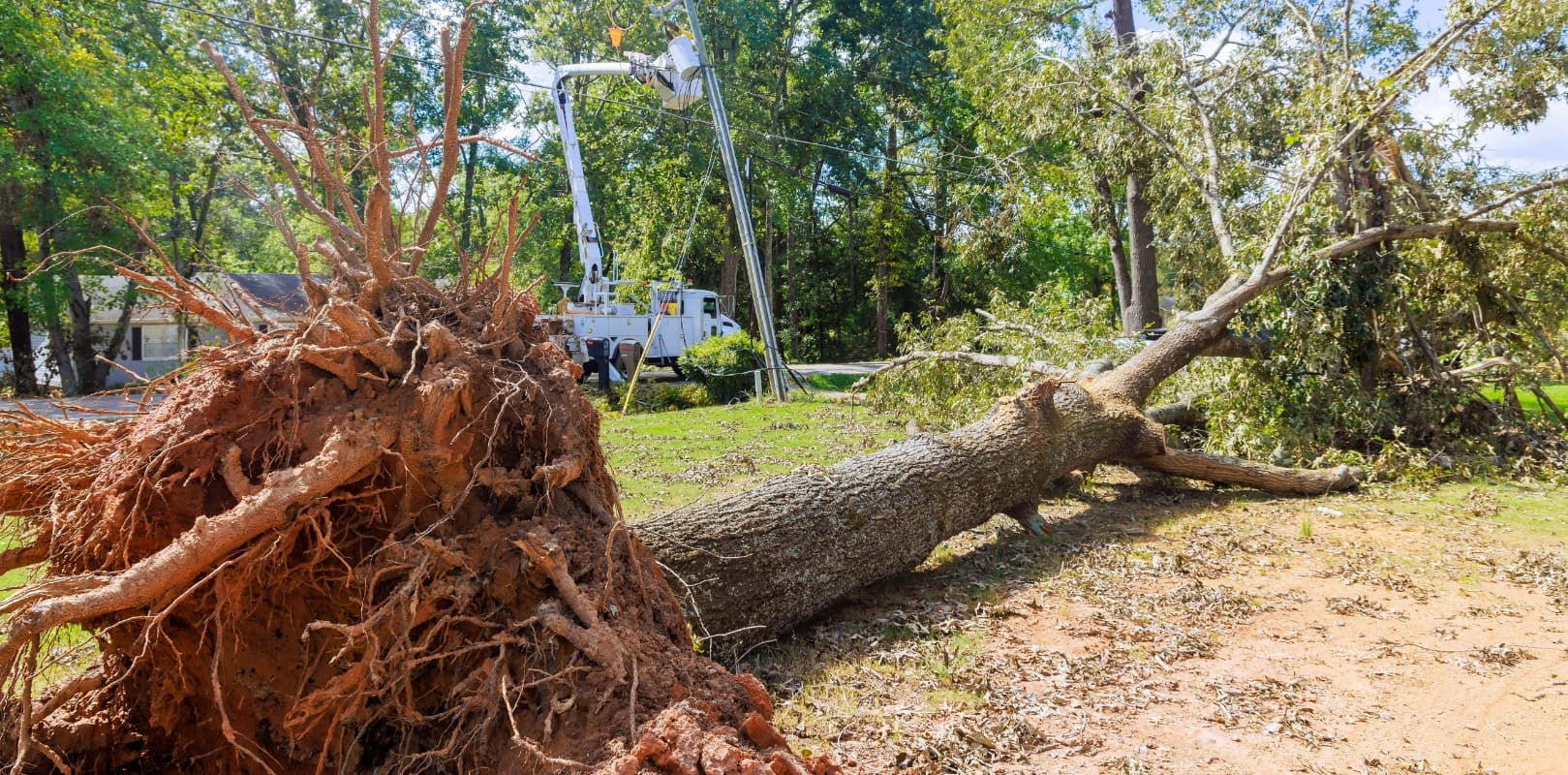 Emergency Tree Removal (1)