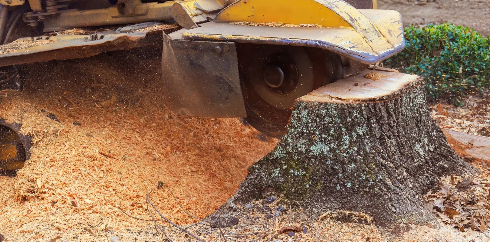 Stump Removal